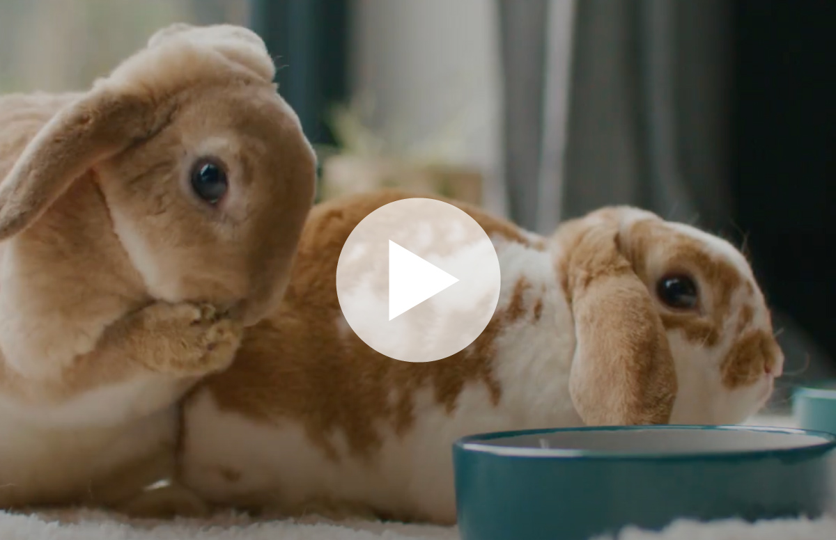 Ida Chan Art Direction on Supreme Petfoods Video